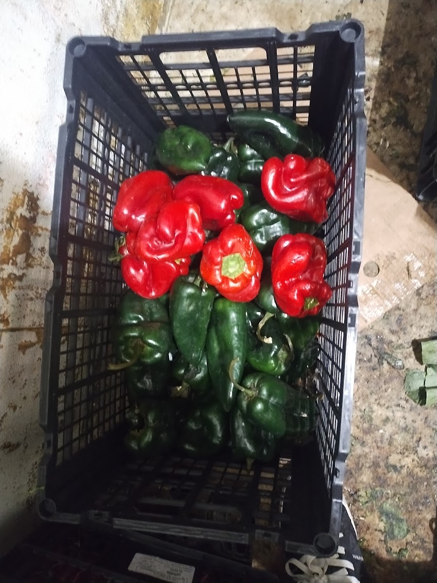 Shanti Jamaican Restaurant